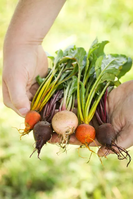 Middlebury Farms, Inc