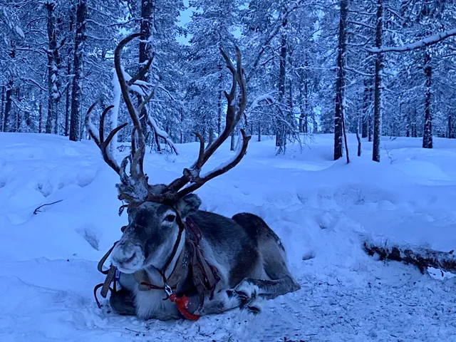 Taalovaara Reindeer Ranch