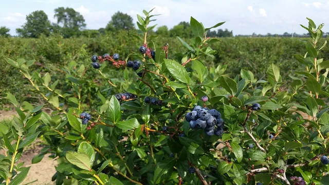 Grandma's Berry Patch