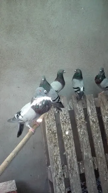 Panadería Bollería Martínez Rubiales E Hijos S L