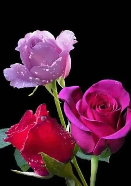 Market Wagon Nashville