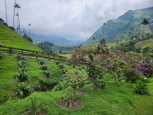Cocora