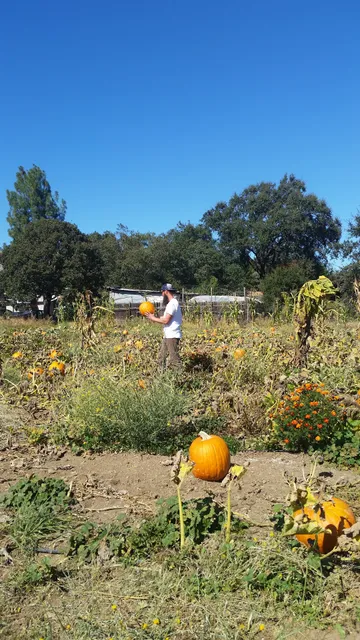 Jack and Noel's Pumpkin Patch