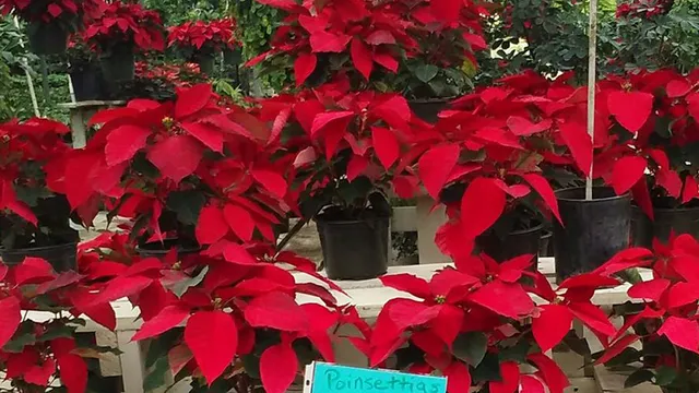 Lexington Country Greenhouses