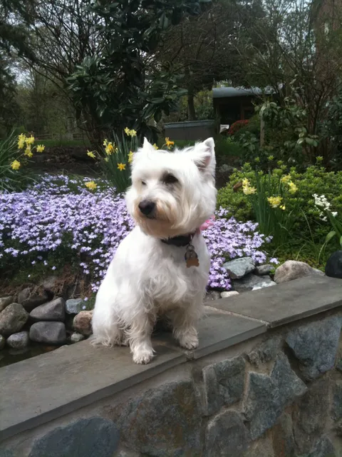 Montrose Animal Health Center