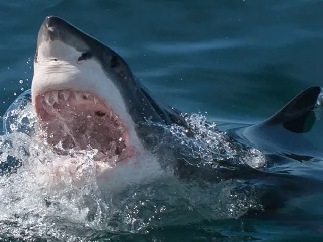 SharkDiving.co | Shark Diving Company · Shark Cage Diving · Shark Viewing · Shark Tours