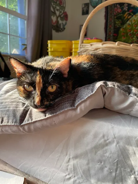 Lewis Clark Animal Shelter