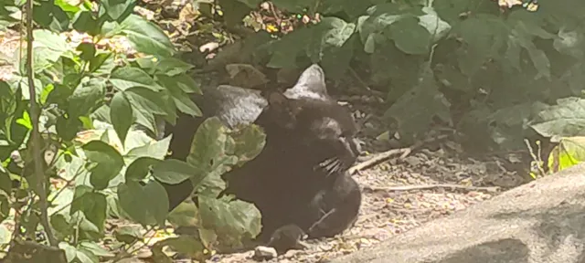 Brecksville Town Center