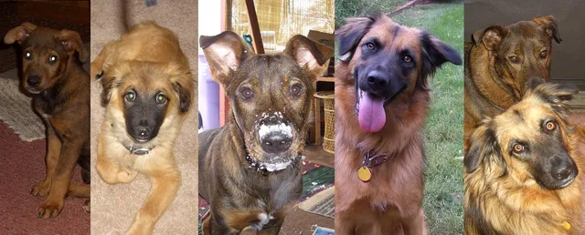 Good Vibes Grooming, LLC