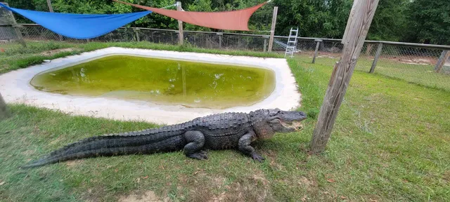 Orange Hill Gator farm