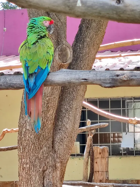 Aviario Del Parque Agua Azul