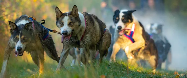 Vern Halter's Dream A Dream Sled Dog Tours