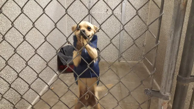 Sonoma County Animal Services