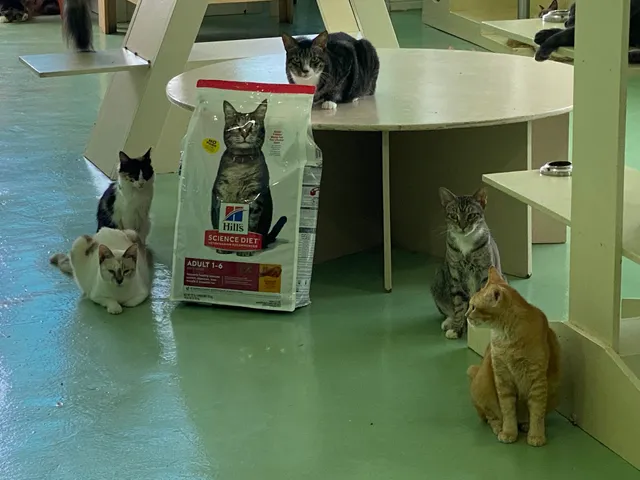 Seri Talam Cat Gallery