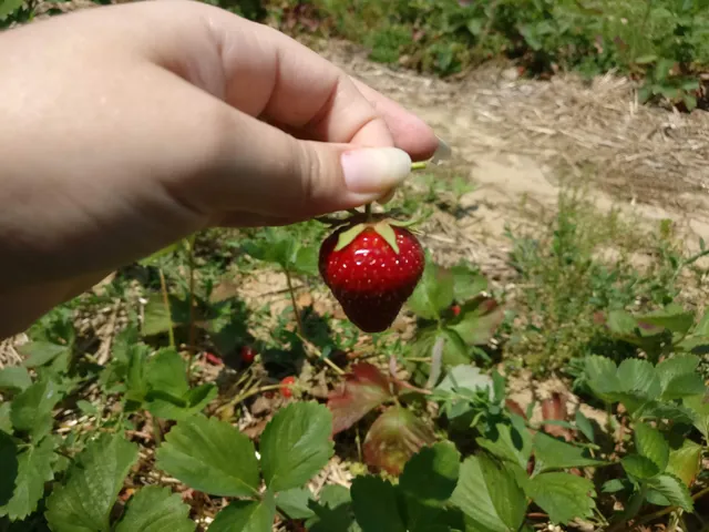 Berried Treasures Farm Market