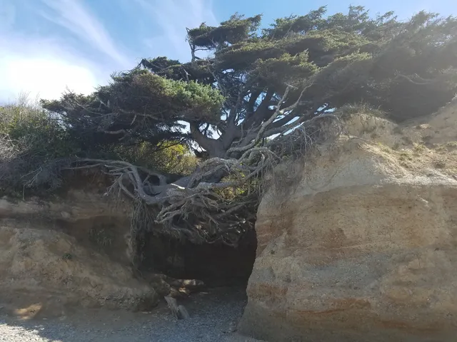 Kalaloch Creek Nature Trail