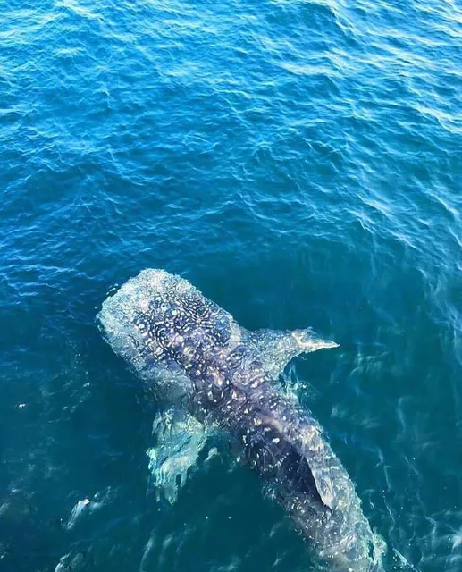 Whale Watching Mirissa with Kumara
