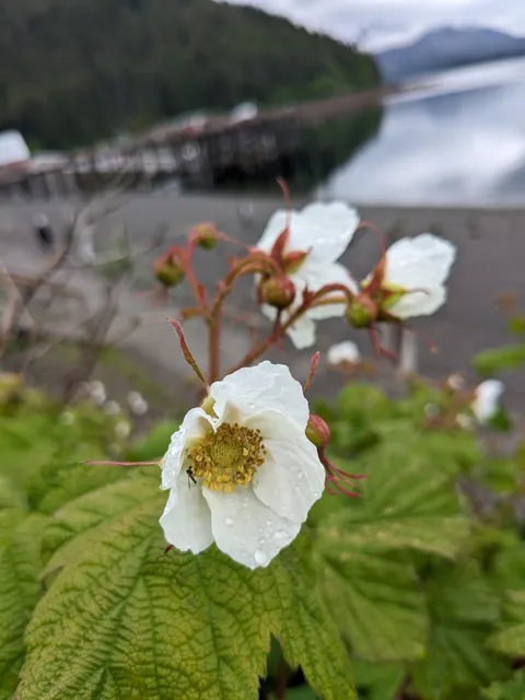 Icy Strait Point Gift Shop