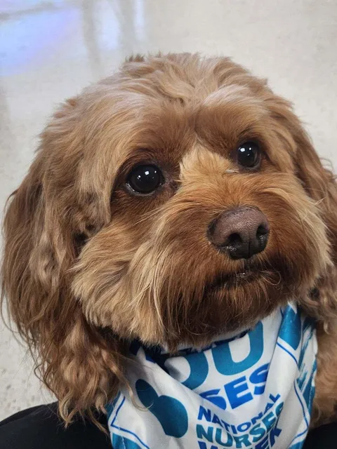 Redwood Animal Hospital