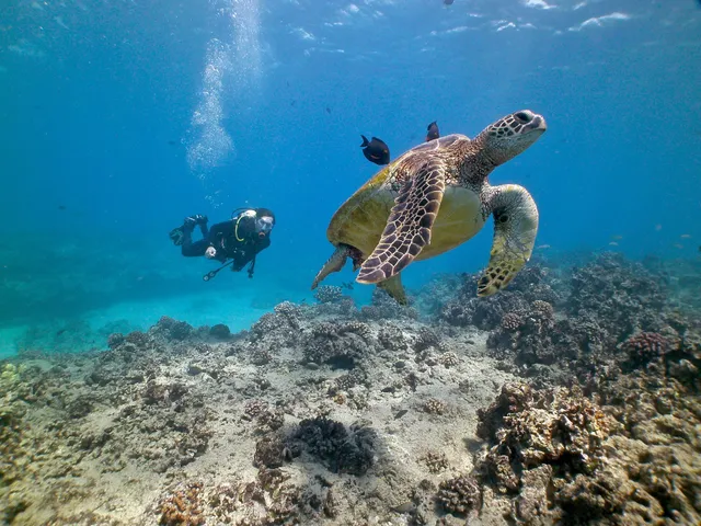 Banzai Divers Hawaii