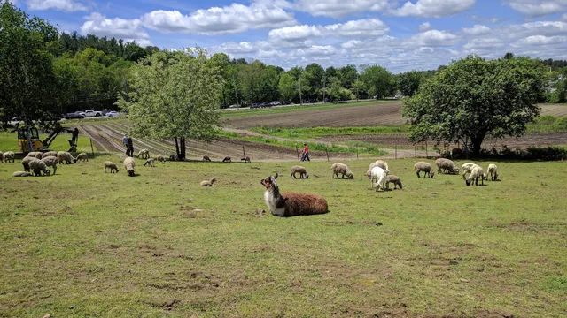 Theo's Market Gardens