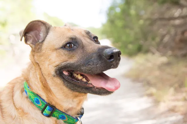 Lifelong Friends Pet Adoptions (open by appointment only)