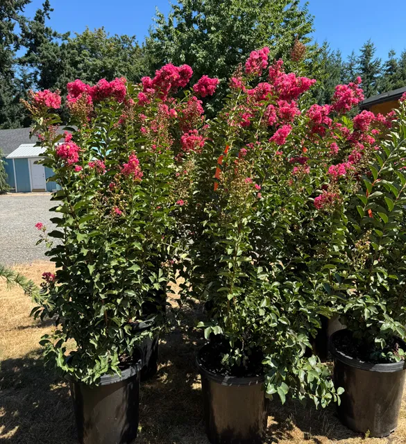 Lopez Nursery & Garden