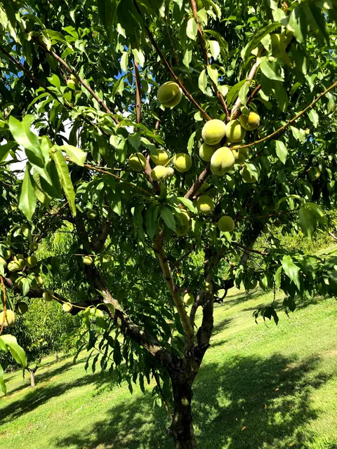 Stemmrich Blueberry Farm & Huckleberry's caf'e Concessions
