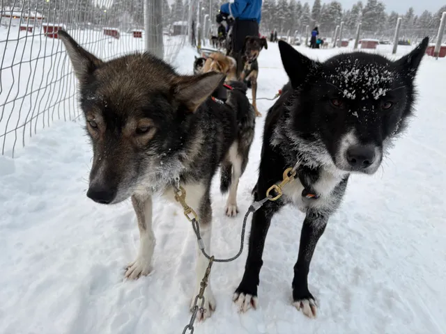 Activity Bookings Saariselkä by Wilderness Hotels