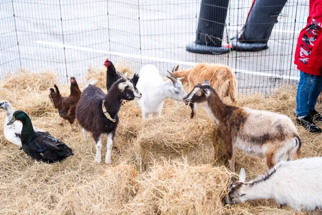 DUBB PALZ - The Mobile Petting Zoo