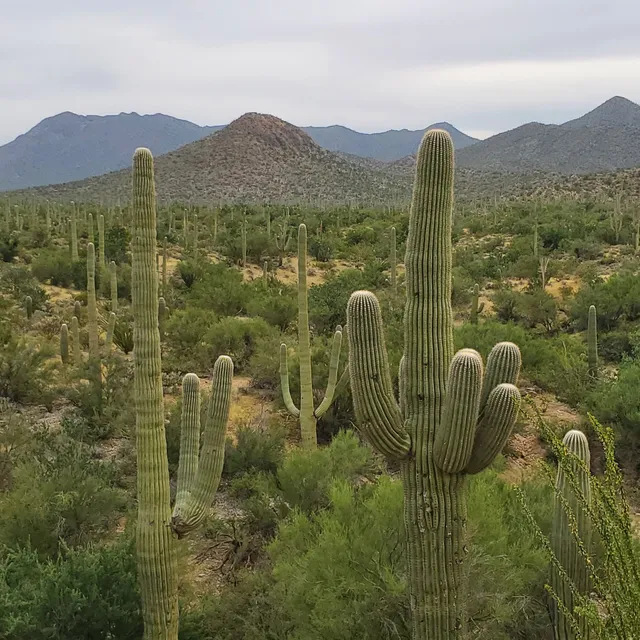 Tucson Mountain District