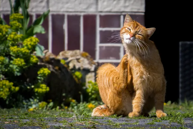 Susis Ferienwohnungen