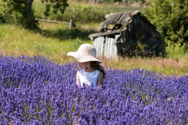 Cedarbrook Lavender & Herb Farm Gift Shop