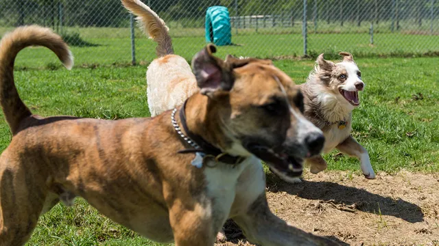 Barking Ranch Pet Resort