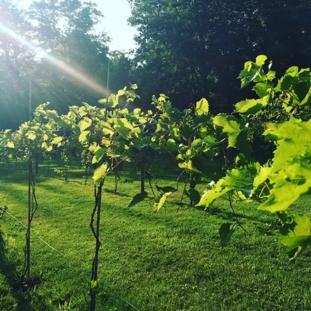 Blind Squirrel Winery