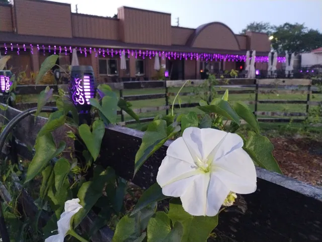 Violet's Venom Brewery