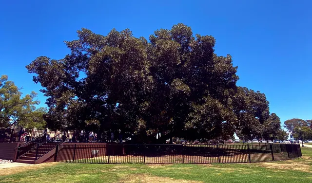 Moreton Bay Fig Tree