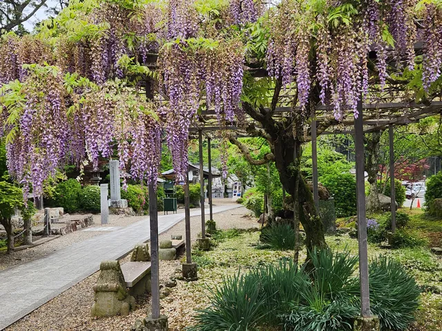 Wisteria at Byakugo-ji