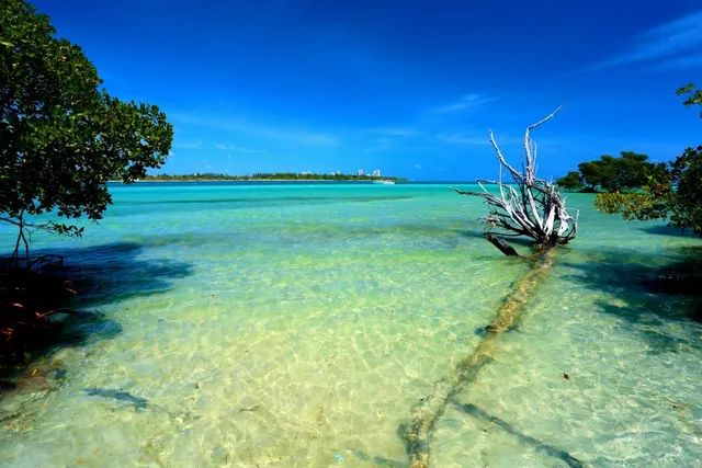 Fossilized Reef View
