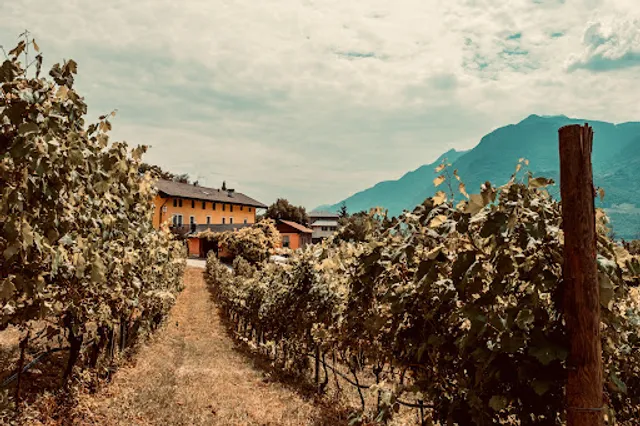 Mas dei Chini - Cantina, Ristorante e Agriturismo