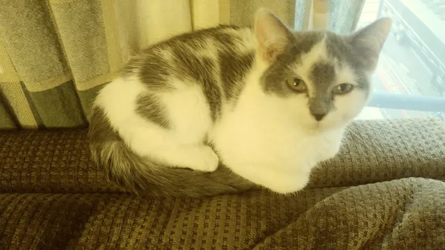 Butler County Humane Society