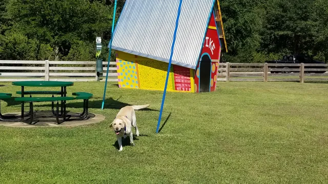 Dog Park