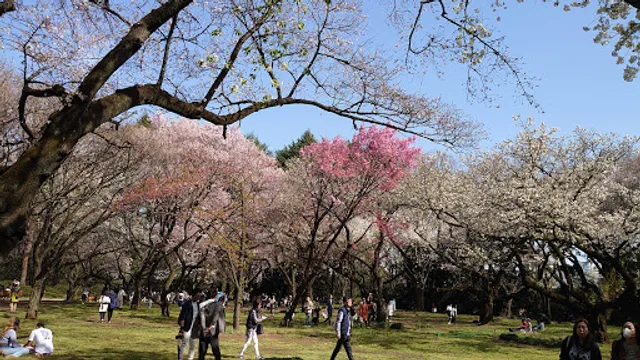 Shinjuku Gyoen Cherry Tree Area