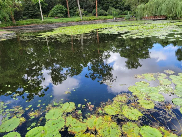 Brisbane Botanic Gardens Lagoon