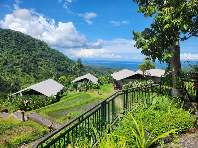 Kaura Bali