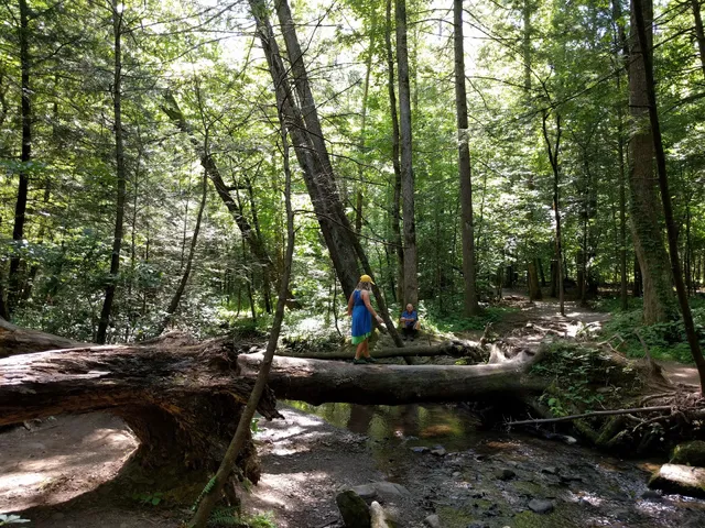Cove Mountain Trail Trailhead