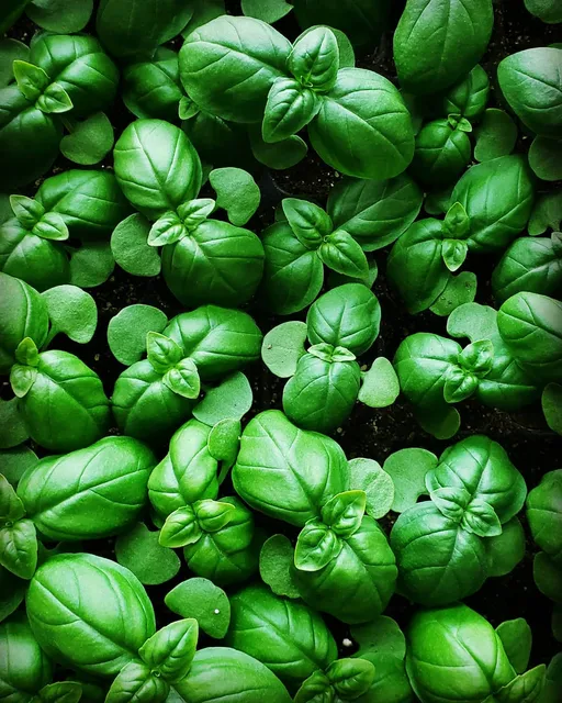 Tortoise & Hare Farm