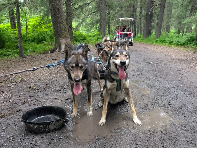 Turning Heads Kennel