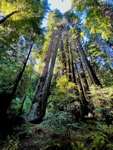 Canopy View to Lost Creek to Fern Creek Trails Loop