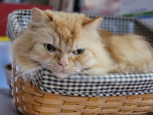 Animal Wellness Center of Buffalo Valley